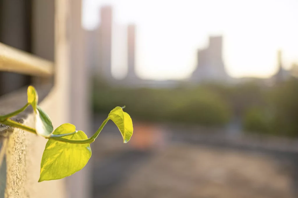 plant tendril growing out of window illustrates business resilience concept